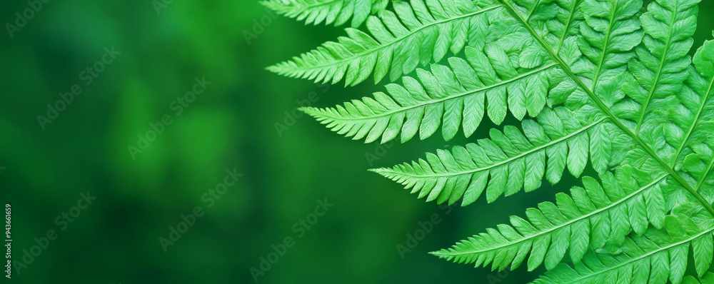 Obraz premium Close-up view of a vibrant green fern leaf showcasing its intricate texture against a soft green background.