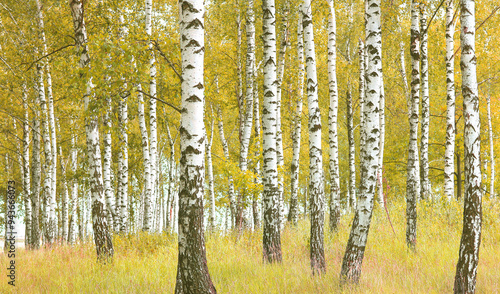 beautiful scene with birches in yellow autumn birch forest in october