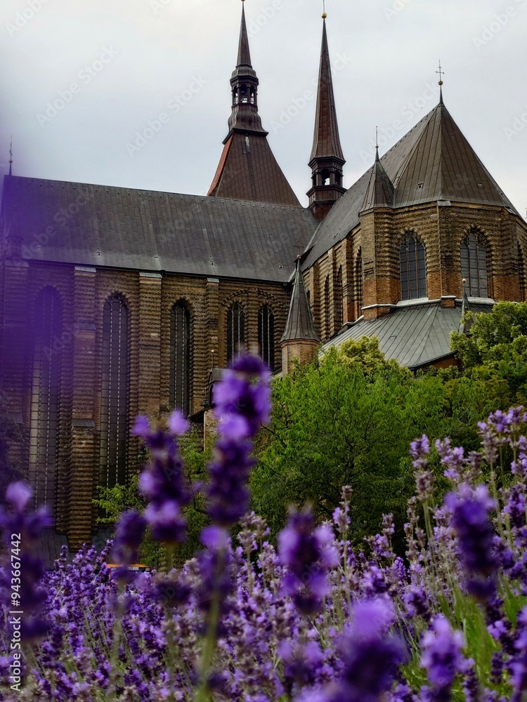 Gothic Marienkirche in Rostock, Germany, framed by vibrant purple flowers in the foreground. The church's pointed spires and intricate brickwork stand out against an overcast sky.