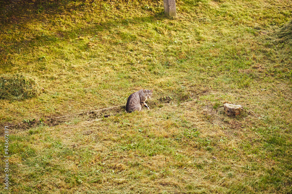 Naklejka premium kot 
