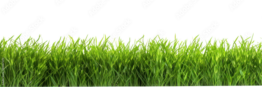 PNG Lush green grass isolated background PNG Lush green grass isolated background