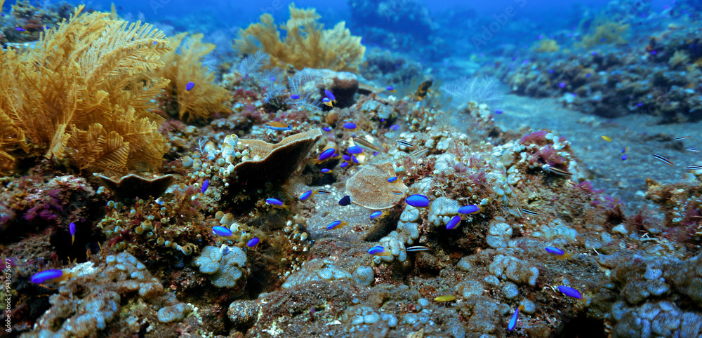 Algea and plant in the ocean. Underwater photo of colorful algea. From a scuba dive in Bali, Indonesia, Asia. Algea and plant in the ocean. Underwater photo of colorful algea. From a scuba dive in Bali, Indonesia, Asia.