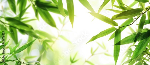 Green bamboo leaves set against a white background. with copy space image. Place for adding text or design