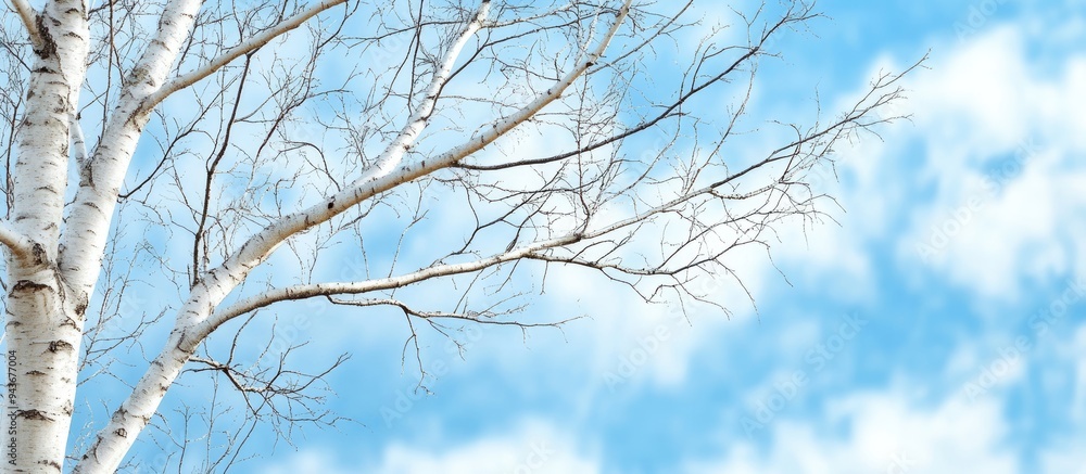 Bare thin branches of a birch tree set against a blue cloudy sky Background featuring copy space Bare thin branches of a birch tree set against a blue cloudy sky Background featuring copy space