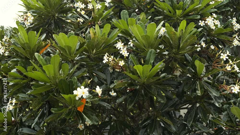 Frangipani or Plumeria Tree Swaying in the Wind and Rain. Scenic Scenery of the Tree With White Flowers That Have Five Petals and a Yellow Center, Commonly Grown in Asia, Particularly in Thailand Frangipani or Plumeria Tree Swaying in the Wind and Rain. Scenic Scenery of the Tree With White Flowers That Have Five Petals and a Yellow Center, Commonly Grown in Asia, Particularly in Thailand