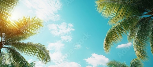 Palm trees set against a bl...