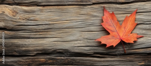 Autumn maple leaf resting o...