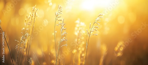 Close up of blurred out of focus grass scorpion weed phacelia oats and cereal plants in a field with sunlight A glowing yellow golden hue from natural light creates a dusk background and wallpaper photo