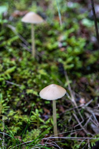 A mushroom grew out of the decaying leaves