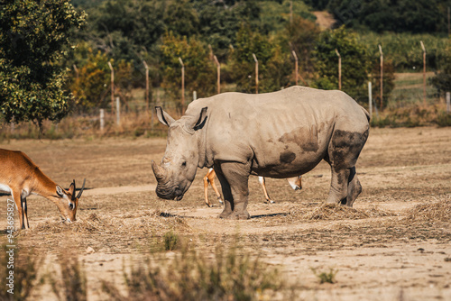 Photos Discover the animals of the Peaugres safari in France and its rhinos, environmen