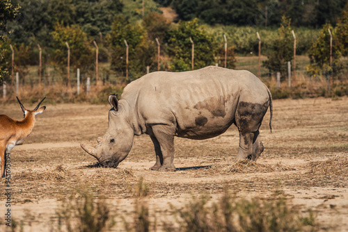 Discover the animals of the Peaugres safari in France and its rhinos, environmental protection