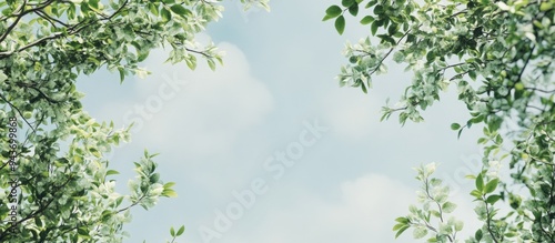 Tree branches overcast skie...