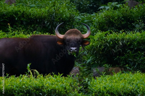 Photography beautiful picture of Wild bison grazing in a lush green tea field