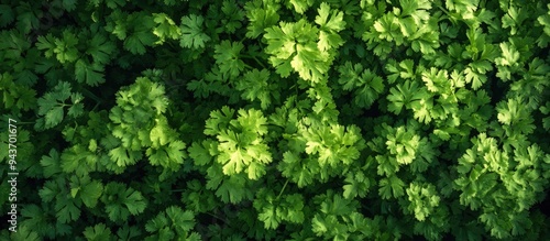 Top view of a fresh coriand...