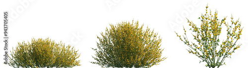 Quadro su tela Set of 3 Spartium junceum (Spanish broom, rush broom or weaver's broom) frontal
