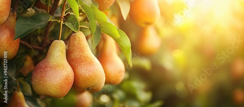 ripe pears hanging on the b...