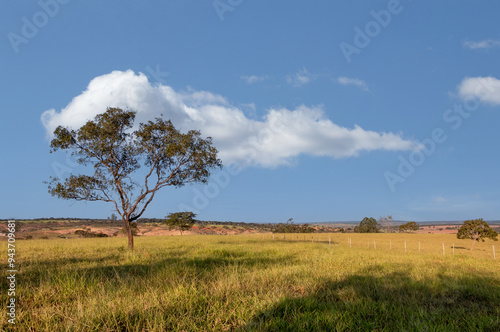 brazilian cerrado tree