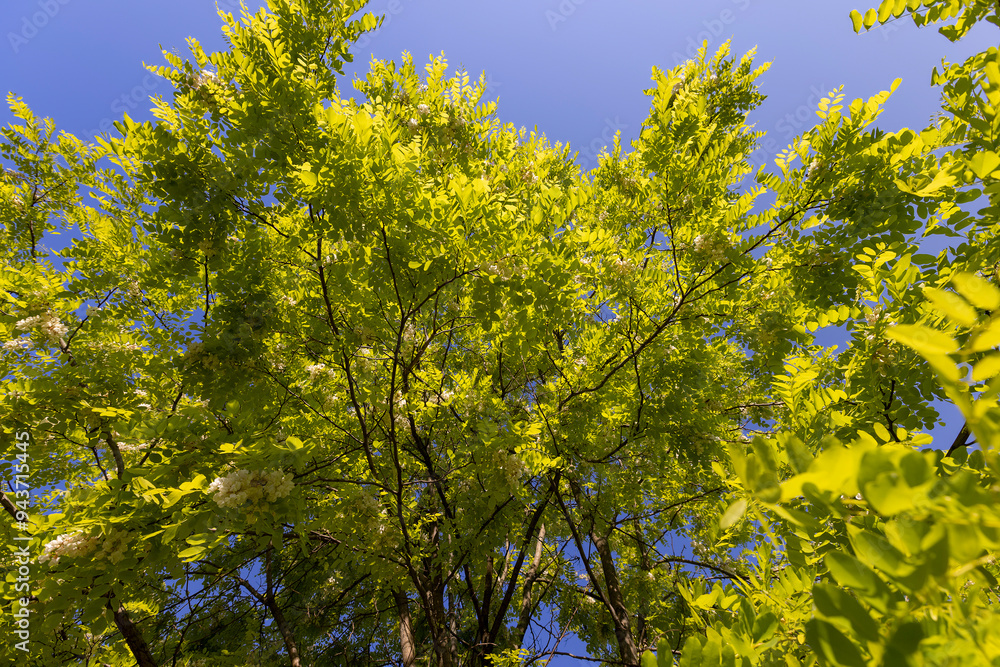 the green foliage of the acacia tree in sunny weather the green foliage of the acacia tree in sunny weather