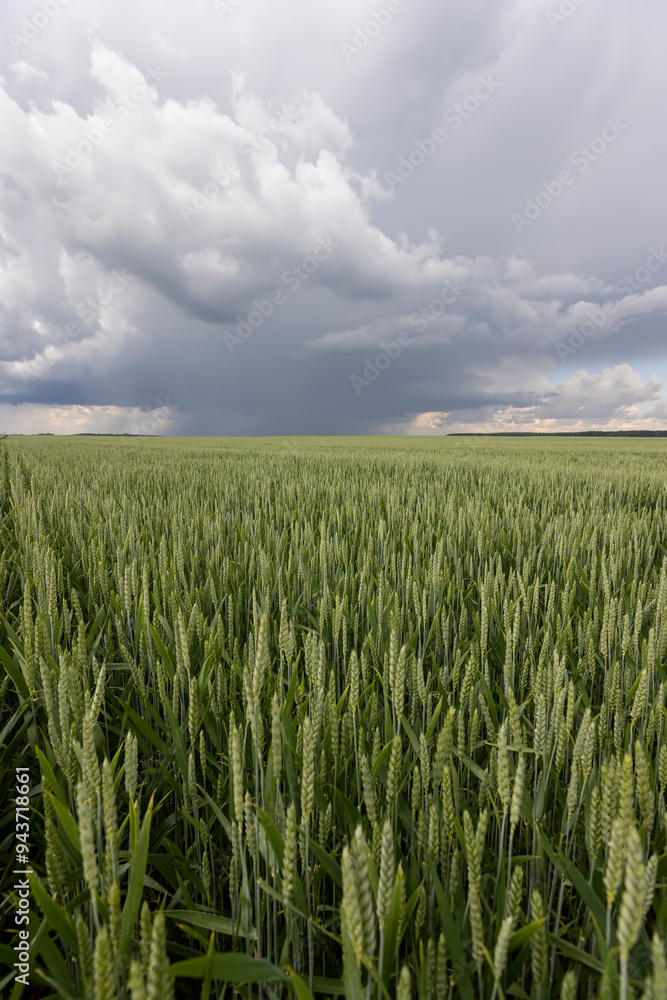 a field with unripe wheat before a thunderstorm a field with unripe wheat before a thunderstorm