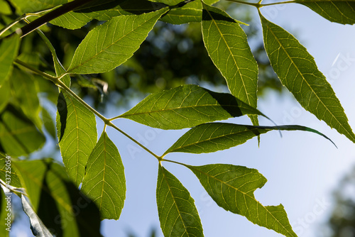 Billede på lærred the green foliage of the ash tree in the summer