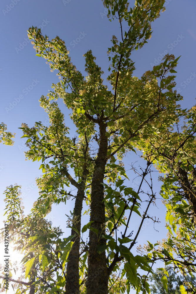Fototapeta premium a beautiful maple tree in May in spring