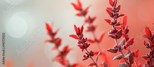 red sage. with copy space i...