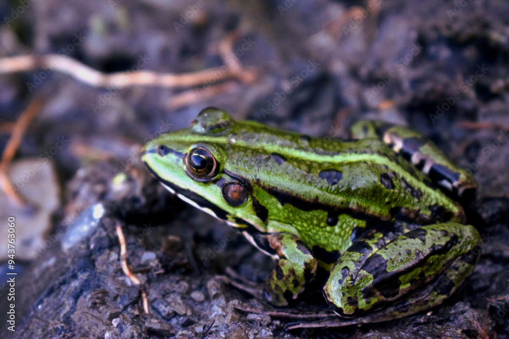 frog on the ground.Green frog side view sitting on the edge of a pond frog on the ground.Green frog side view sitting on the edge of a pond