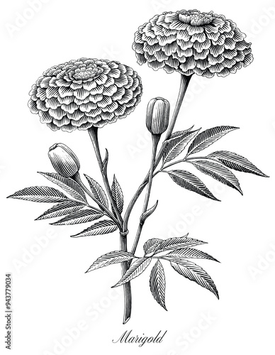 Marigold hand draw engraving vintage style black and white clip art