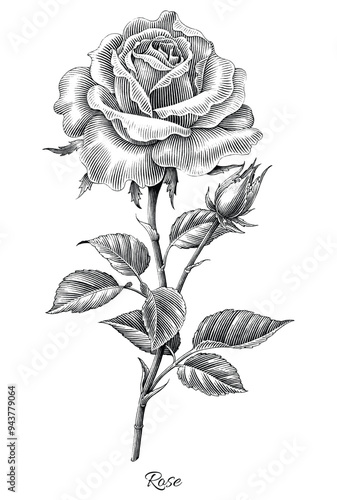 Rose hand draw engraving vintage style black and white clip art