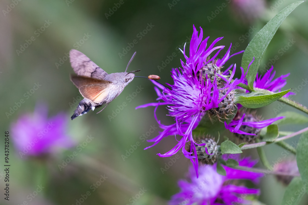 hummingbird hawk-moth (Macroglossum stellatarum) hummingbird hawk-moth (Macroglossum stellatarum)