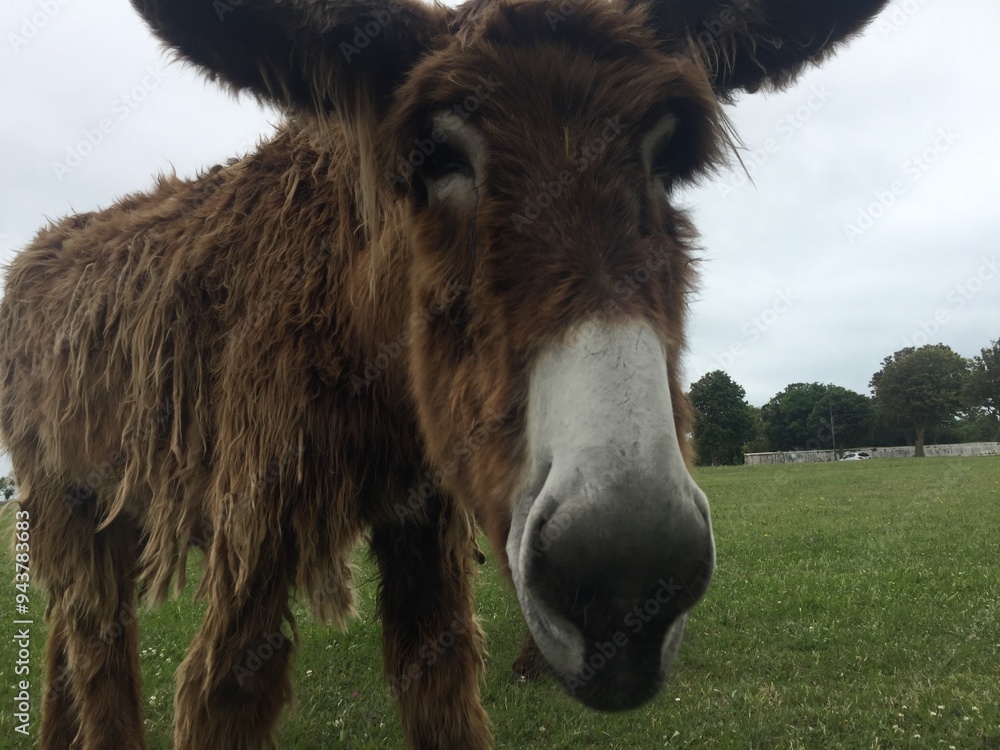 Fototapeta premium ile de ré