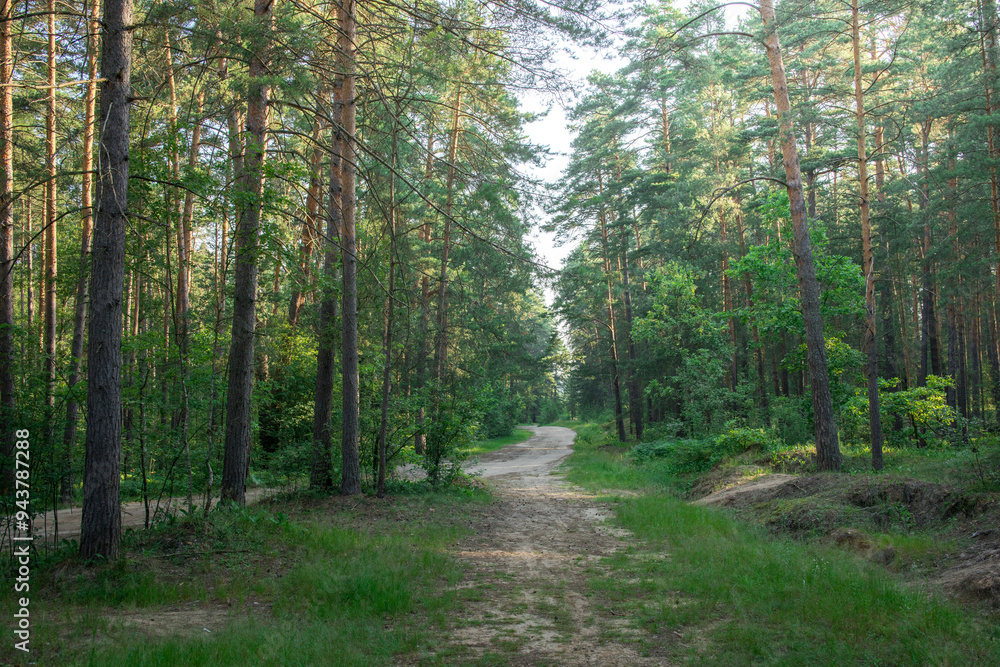 Fototapeta premium A forest path with trees on either side