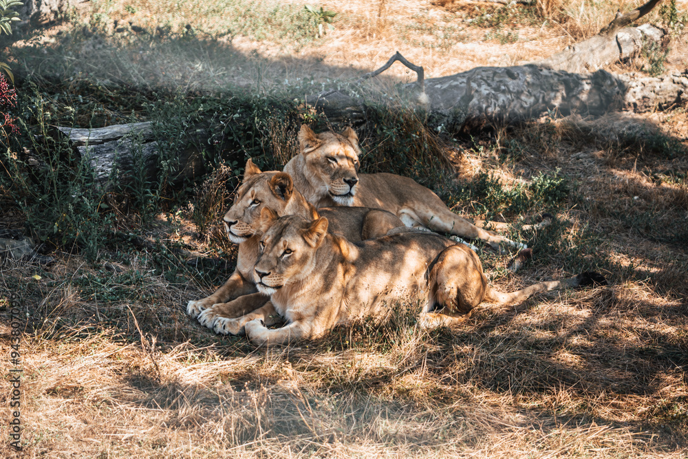 Fototapeta premium Discover the animals of the Peaugres safari in France