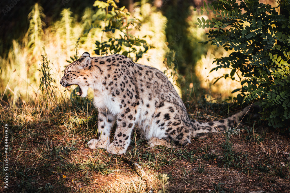 Discover the animals of the Peaugres safari in France Discover the animals of the Peaugres safari in France