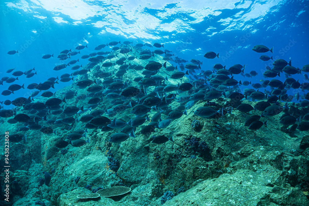 魚の群れ 魚の群れ