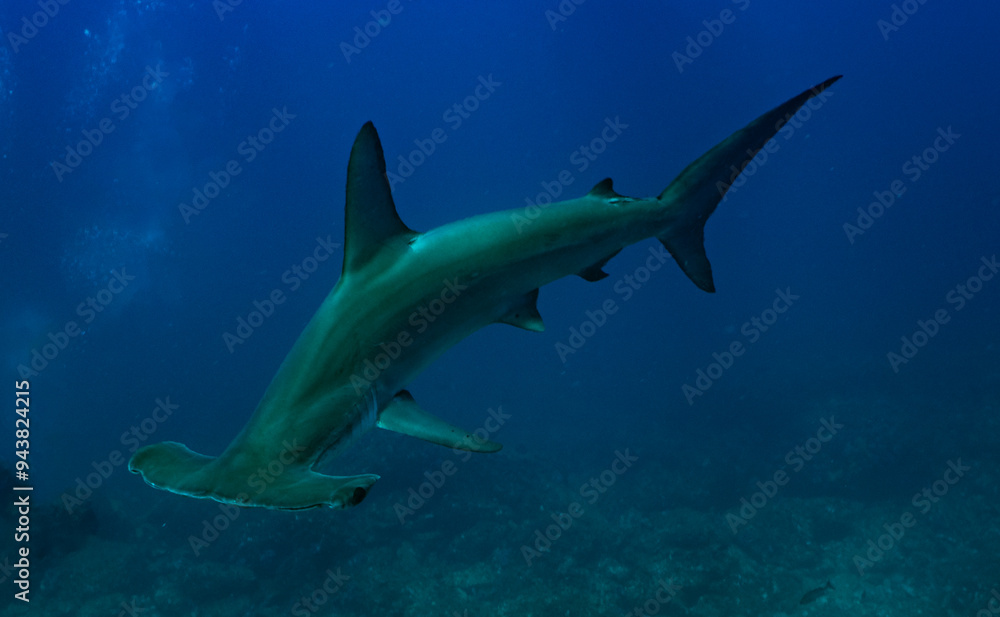 Fototapeta premium ハンマーヘッドシャーク