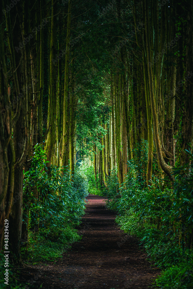 Obraz premium path in the forest