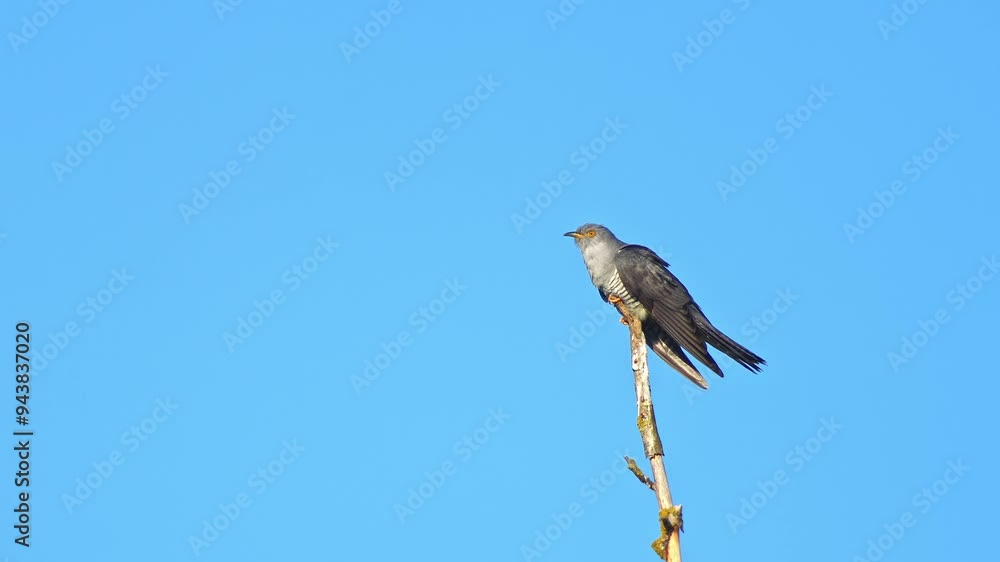 Cuckoo (Cuculus canorus) sits on a branch and calls on a sunny summer morning in Magdeburg - Saxony Anhalt - Germany - Europe Cuckoo (Cuculus canorus) sits on a branch and calls on a sunny summer morning in Magdeburg - Saxony Anhalt - Germany - Europe