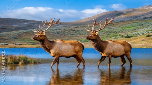 Two majestic elk stroll along a lake's edge at Yellowstone National Park, showcasing their impressive antlers against a backdrop of mountains and greenery photo