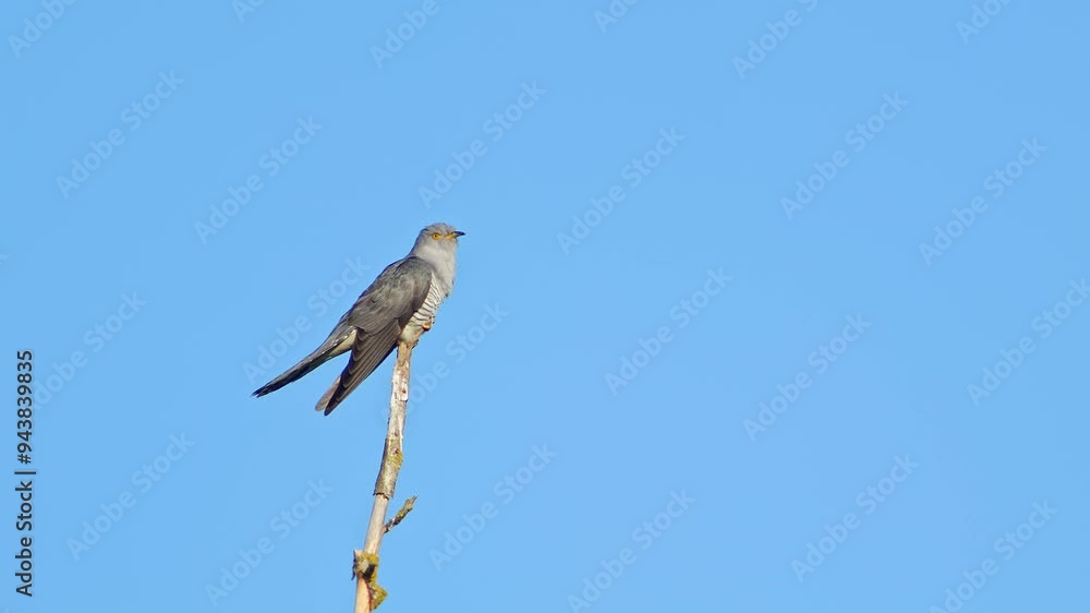 Cuckoo (Cuculus canorus) sits on a branch and calls on a sunny summer morning in Magdeburg - Saxony Anhalt - Germany - Europe Cuckoo (Cuculus canorus) sits on a branch and calls on a sunny summer morning in Magdeburg - Saxony Anhalt - Germany - Europe