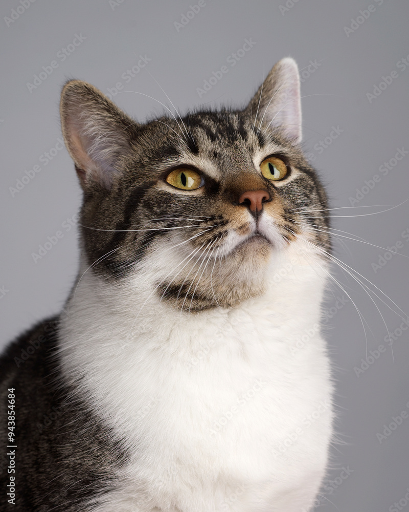 close up portrait of a cat close up portrait of a cat