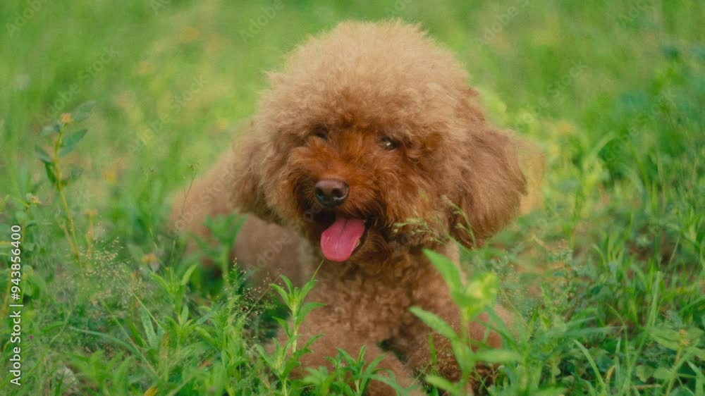 Poodle breed dog with red tongue breathing fast under the sun on green red grass park Poodle breed dog with red tongue breathing fast under the sun on green red grass park