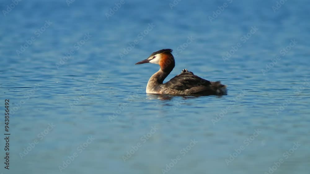 Great Crested Grebe (Podiceps cristatus) family with young chicks swims on a reflective lake on a sunny summer morning in Magdeburg - Saxony Anhalt - Germany - Europe Great Crested Grebe (Podiceps cristatus) family with young chicks swims on a reflective lake on a sunny summer morning in Magdeburg - Saxony Anhalt - Germany - Europe