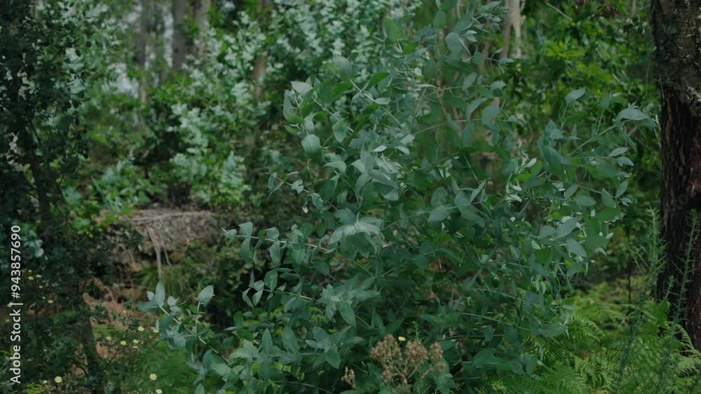 lush green foliage in a forest, showcasing diverse plant life and natural growth lush green foliage in a forest, showcasing diverse plant life and natural growth