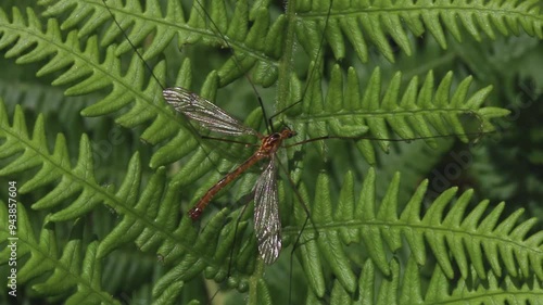 A Cranefly resting on a Bracken frond. Spring. England. UK photo