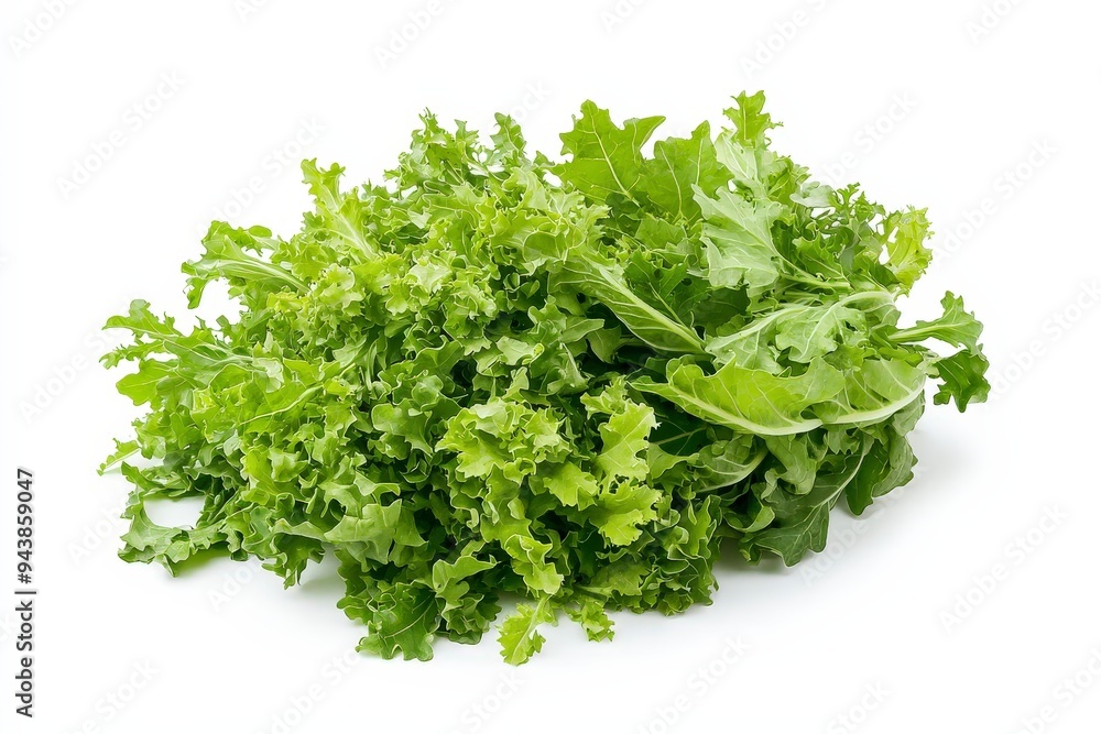 A bunch of fresh, curly green lettuce leaves arranged neatly. A bunch of fresh, curly green lettuce leaves arranged neatly.
