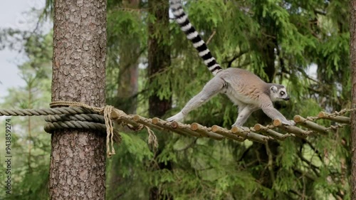 Ring-tailed lemur walking on a rope ladder in a pine tree, tail upright, detailed fur, dimmed sunlight photo