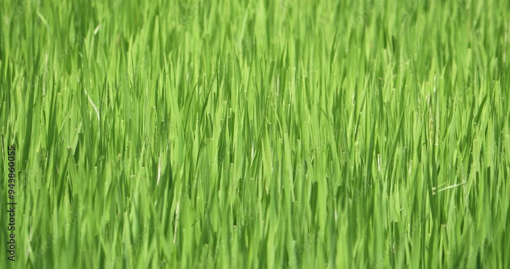Swaying gently as it is being blown by a soft breeze, the blades of the rice are growing in a paddy field in the outskirts of Bangkok, Thailand. Swaying gently as it is being blown by a soft breeze, the blades of the rice are growing in a paddy field in the outskirts of Bangkok, Thailand.