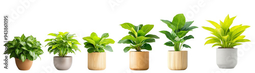 Set Beautiful Collection of Lush Indoor Plants in Stylish Pots, Perfect for Adding Life to Any Space or Home Decor Setting. isolated on transparency background PNG