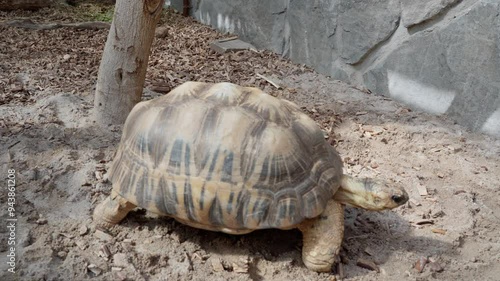 Radiated Tortoise in full body view walking slowly on sand outdoors, stone wall in background photo